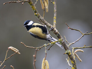 Obraz premium Kohlmeise, Parus major