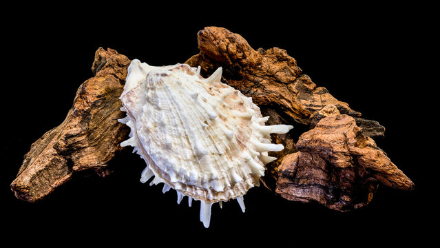 White Thorny Oyster Shell On Weathered Driftwood Isolated On Black
