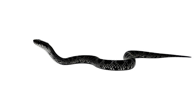 Black snake with scales slithering, top view, isolated PNG with Transparent Background
