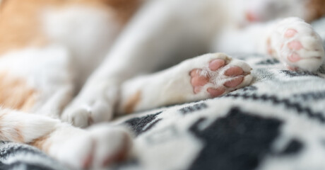 可愛い猫の肉球	