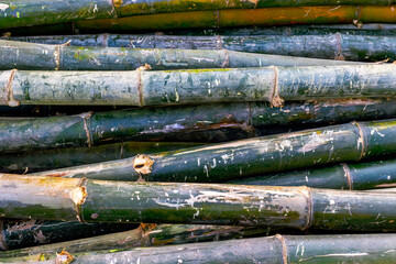 Close-up of piled green bamboo stalks with textured surface