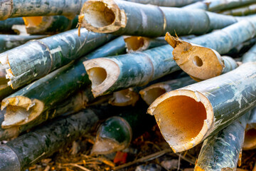Close-up of cut bamboo stalks in natural setting