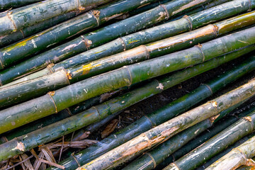 Close-up of green bamboo stalks in natural arrangement