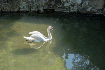 川で泳ぐ白鳥