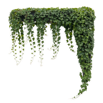 Lush Green English Ivy Vines Hanging and Trails Isolated