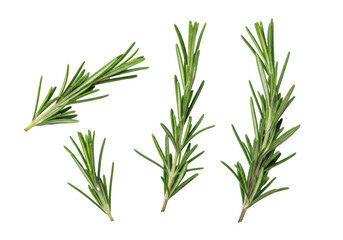 Obraz premium Four vibrant green sprigs of fresh rosemary with pristine, needle-like leaves, isolated against a transparent background with soft shadows, concept of culinary freshness and quality.