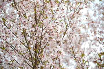 Fototapeta premium 優しいピンク色の桜の花がすっきりした上向きの枝で満開になっている