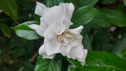Close Up of White Gardenia Jasminoides Flower Blooming in a Garden