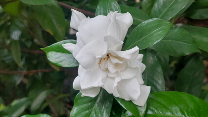Close Up of White Gardenia Jasminoides Flower Blooming in a Garden