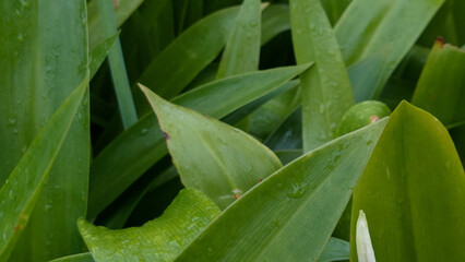 Close Up of Green Hymenocallis Speciosa Leaves with Fresh Water Droplets Rain