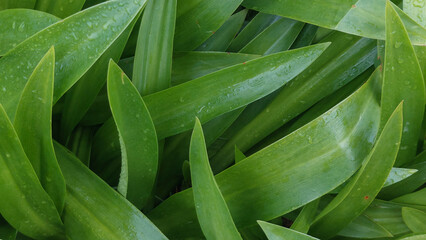 Close Up of Green Hymenocallis Speciosa Leaves with Fresh Water Droplets Rain