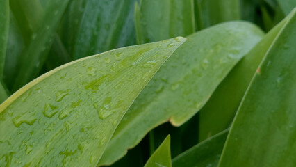 Close Up of Green Hymenocallis Speciosa Leaves with Fresh Water Droplets Rain