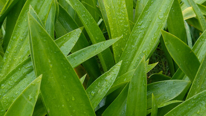 Close Up of Green Hymenocallis Speciosa Leaves with Fresh Water Droplets Rain