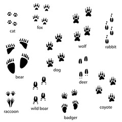 Fototapeta premium Various common animal paw print silhouettes.eps