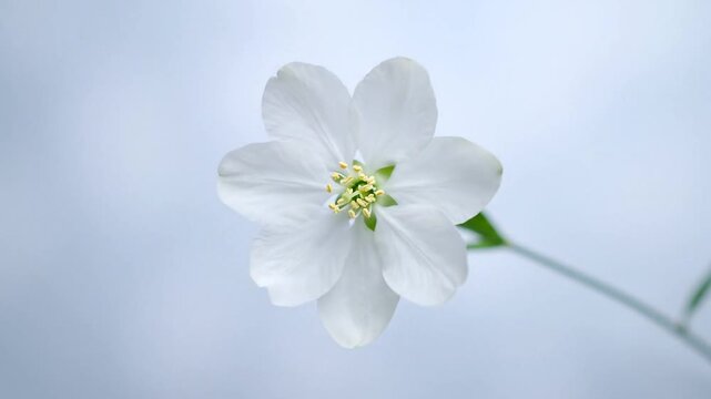 A delicate white flower with a long stem, set against a clean, minimalist background.