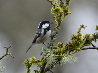 Tannenmeise, Periparus ater © Lothar Lenz