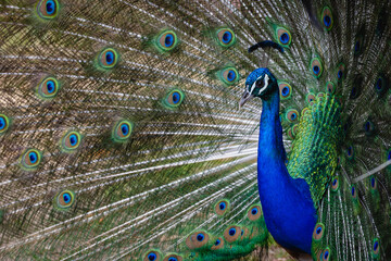 Obraz premium Peacock, with full display of iridescent tail feathers, spectacular courtship dance
