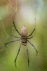 Obraz premium Giant Woodspider - Nephila pilipes, large colorful spider from Southeast Asia forests and woodlands, Queensland, Australia.