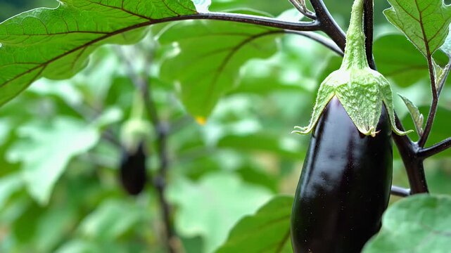 Eggplant Growing in Garden - A Close-Up of Fresh Produce.