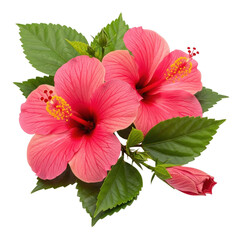 Vibrant pink hibiscus blooms