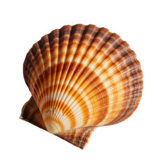 Obraz premium Single shell on white background