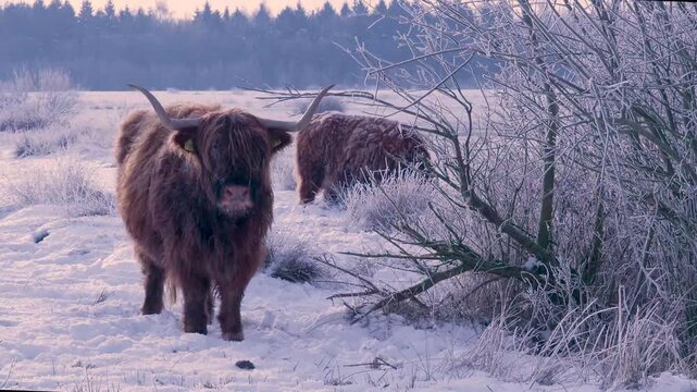 Misty Dawn With Grazing Highlander. Morning Scene Featuring Highland Cow Near Frosted Bush At Dawn