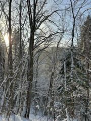 Fototapeta premium Snow-covered winter forest with tall trees and delicate branches illuminated by soft morning sunlight. 