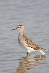 Wood sandpiper searching for food in a lake shore in a bright day light 