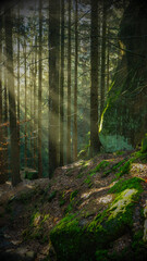 Fototapeta premium Rays of morning sun pierce through the dense forest. Beautiful sunlight illuminates rock walls covered in green moss.