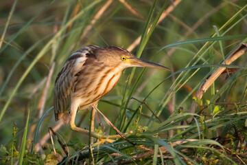 Yellow Bittern perched on a tree twig in a grassland