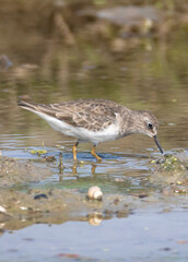 Temminck's stint wandering in a lake searching for food. A little lonely cute bird portrait shot.