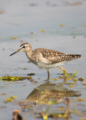 Wood sandpiper searching for food in a lake shore in a bright day light 
