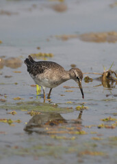 Wood sandpiper searching for food in a lake shore in a bright day light 