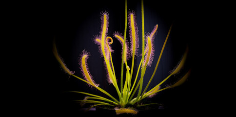 Macro Shot of a Vibrant Green Sundew Carnivorous Plant on a Dark Background
