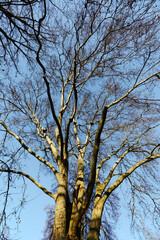 Low angle view of a bare plane tree crown against a clear blue sky
