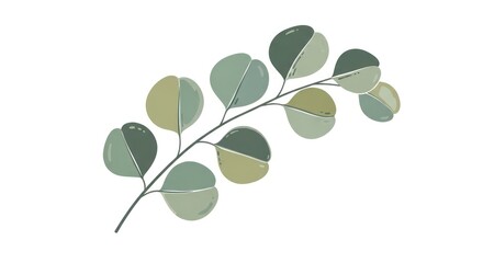 Obraz premium Delicate eucalyptus branch with green leaves on white background.