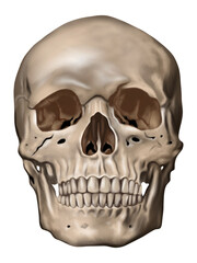 Obraz premium Front view human skull illustration, realistic anatomy skull isolated on transparent background.
