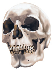 Obraz premium Realistic human skull illustration, detailed anatomy concept isolated on transparent background.