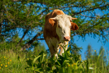 A cow enjoy the green and juicy grass during summer time at the upper Austrian alm region