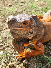 Obraz premium An iguana has sores and swelling near the nose and in the mouth.