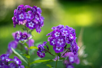 Obraz premium Purple phlox paniculate.Background with flowers for greeting card.Garden shrubs with flowers for the garden.Congratulations on Women's Day.