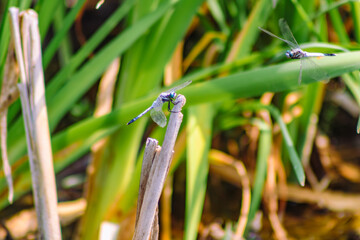 優雅に木の枝に止まっているトンボ © 齋藤高明