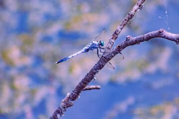 優雅に木の枝に止まっているトンボ © 齋藤高明