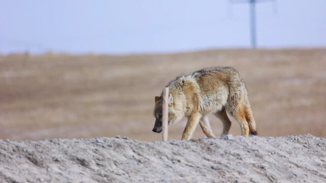 wolf in the wildlife