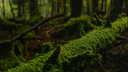 Obraz premium MACRO: Moss covered tree trunk lies on the ground of a dark mystic forest.