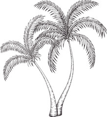 Obraz premium Pen and ink of two palm trees with textured fronds tropical