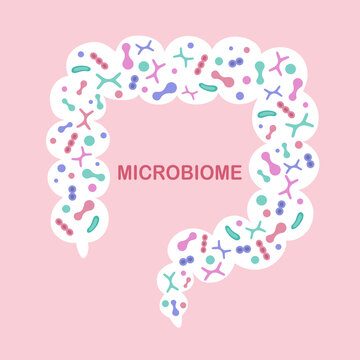 Human microbiome with intestine and bacteria. Gastroenterologist. Bifidobacteria, lactobacilli. Lactic acid bacteria. Illustration in flat design.