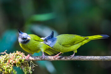 blue tit perched on a branch