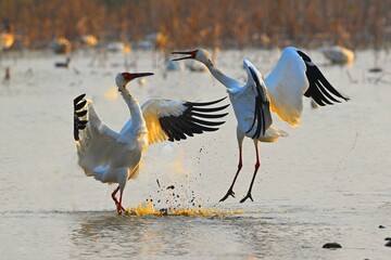 great crested grebe with fish