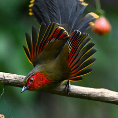 red and black capped kingfisher
